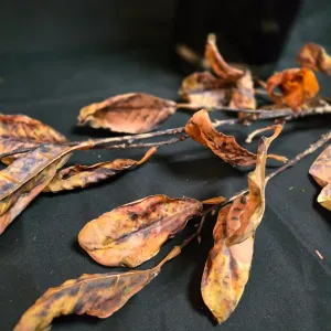 Fall Leaves Stem 1