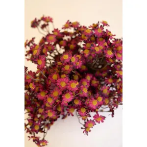 Faux Chamomile Bundle / Burgandy 3