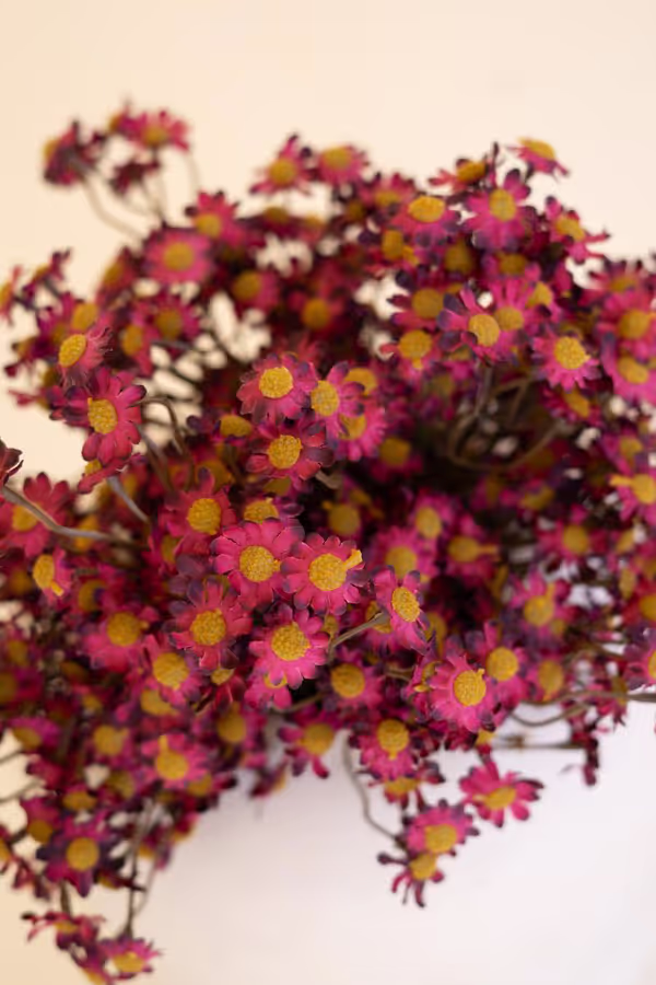 Faux Chamomile Bundle / Burgandy