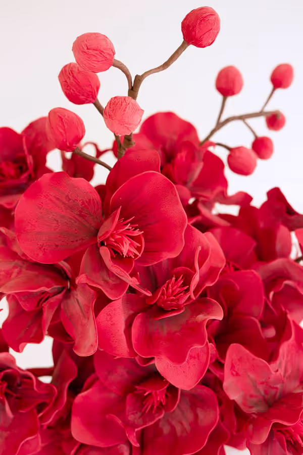 Botanica #2833