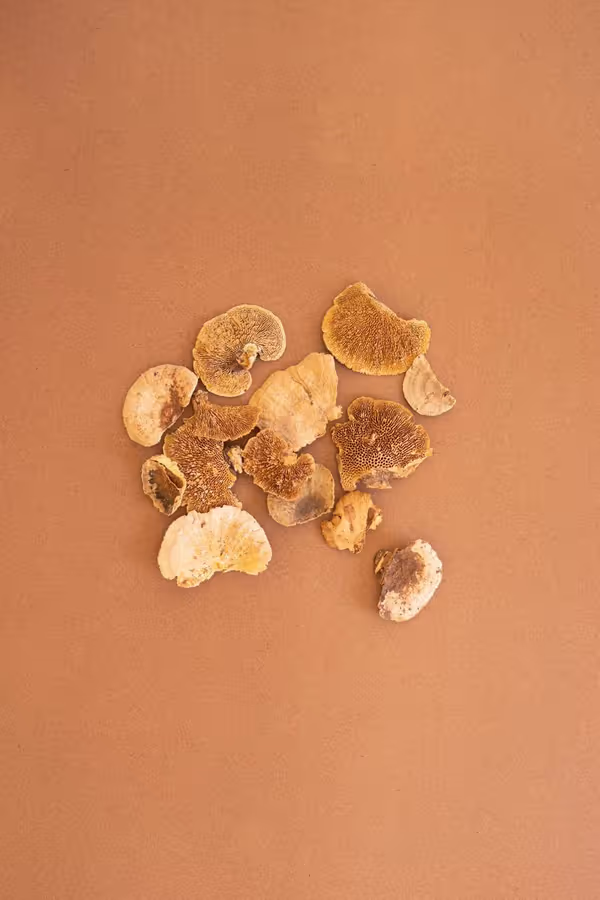 Bag of 48 Dried Sponge Mushrooms