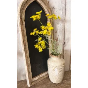 Yellow Queen Anne's Lace 2