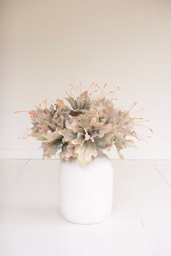 Botanica #2848
