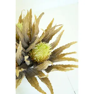 Botanica #3484 3