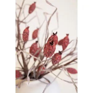 Botanica #2886 4