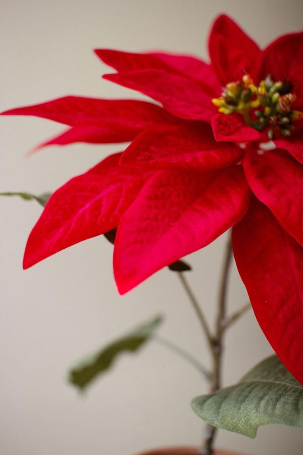 Artificial Poinsettias in a Cement Pot / Red