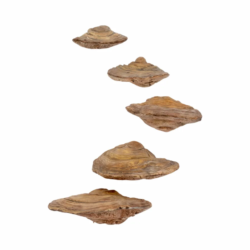 CLEOOAK SET OF 5 TAN WALL SCULPTURES 6 (IN)