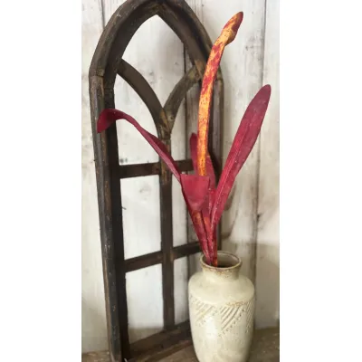 Red Palm Grass