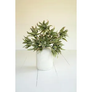 Botanica #2654 1