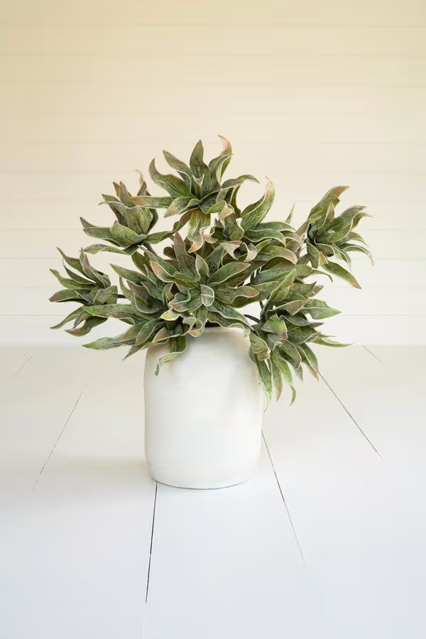 Botanica #2654