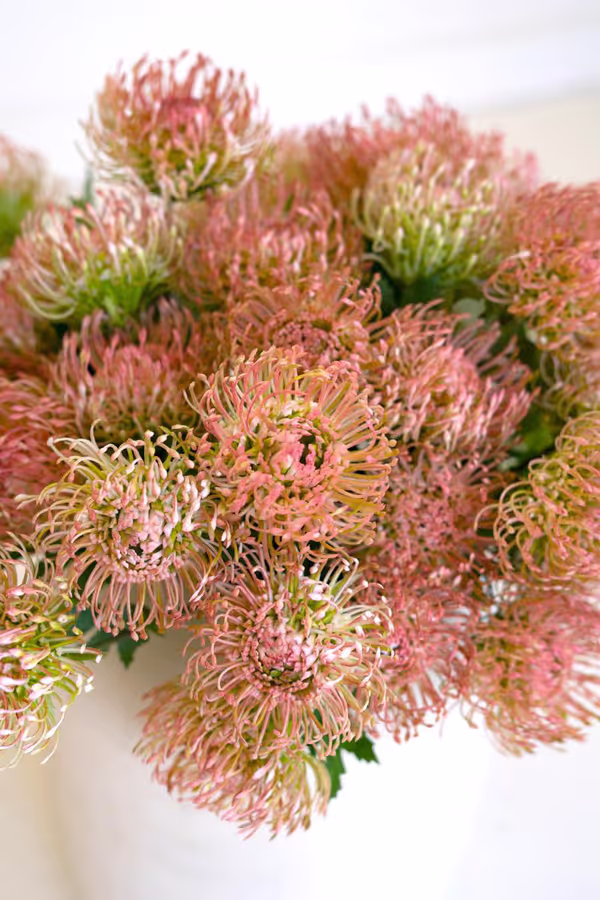 Artificial Antique Blush Pincushion Protea
